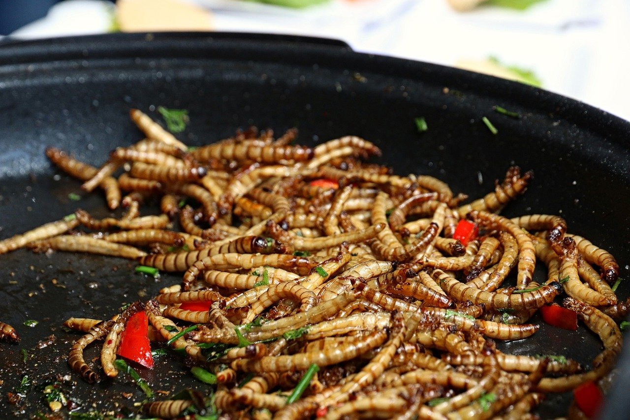 Lowimpact Food  Pourquoi manger les insectes comestibles ?